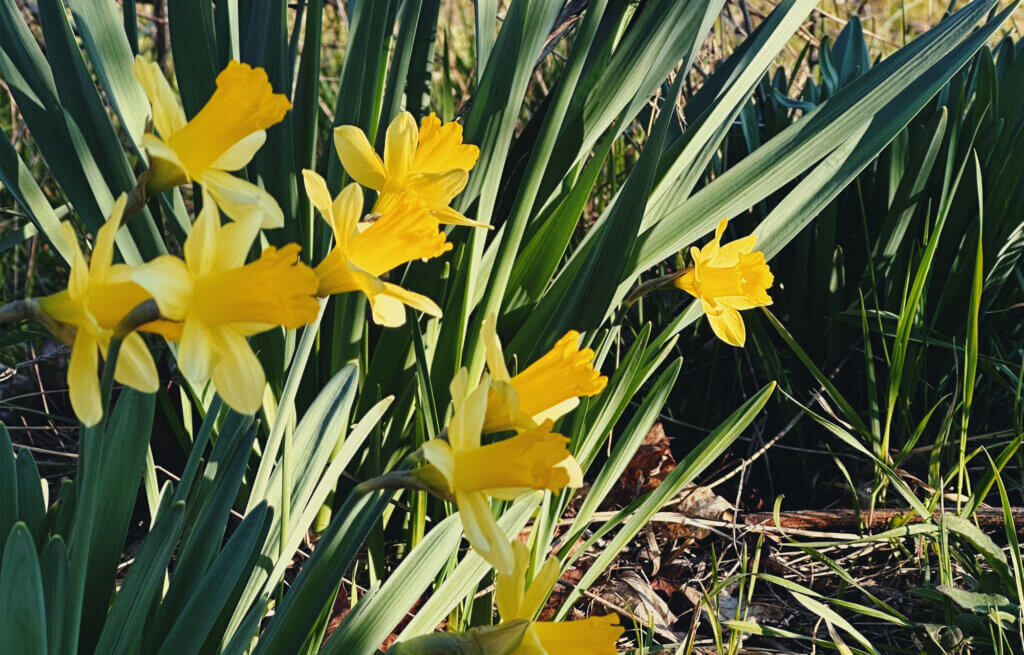 Matthias Maier | Stories | Week 10 2025 | Daffodils