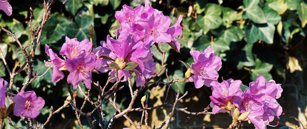 Matthias Maier | Stories | Week 10 2025 | Rhododendron blossoms