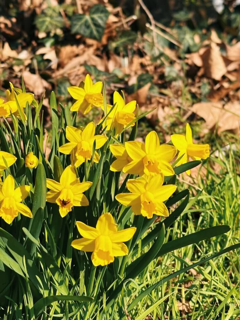 Matthias Maier | Daffodils