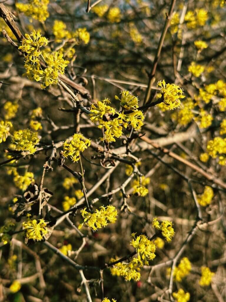 Matthias Maier | Cornelian cherry blossoms