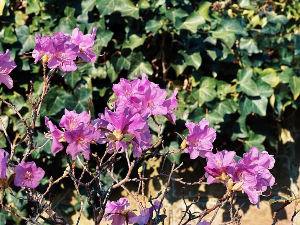 Matthias Maier | Rhododendron blossoms