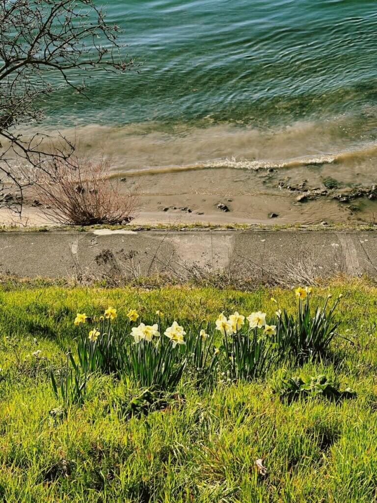 Matthias Maier | Wild daffodils on the river shore