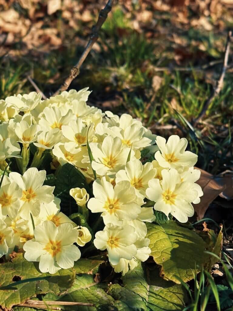 Matthias Maier | Cowslips