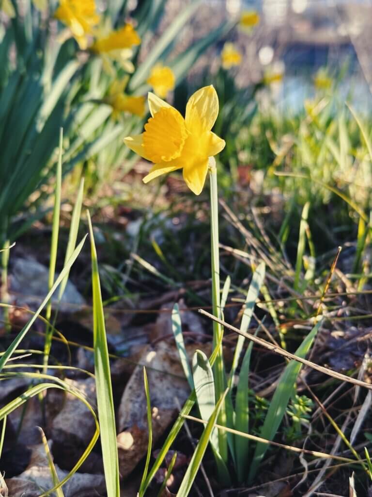 Matthias Maier | Daffodil