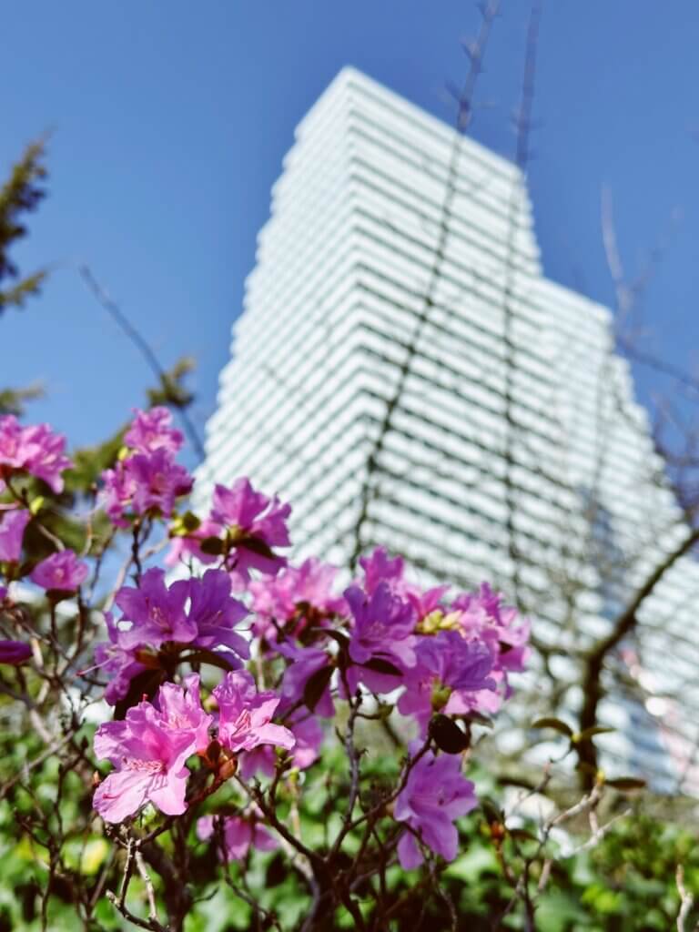 Matthias Maier | Blossoms and towers