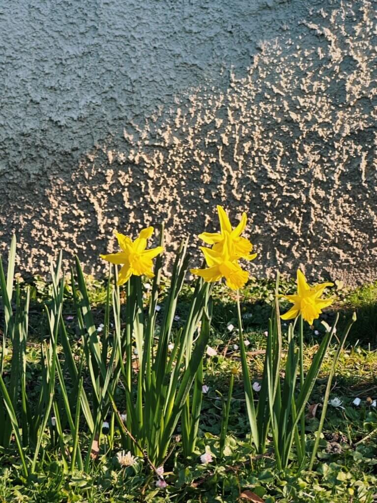 Matthias Maier | Daffodils agains the wall