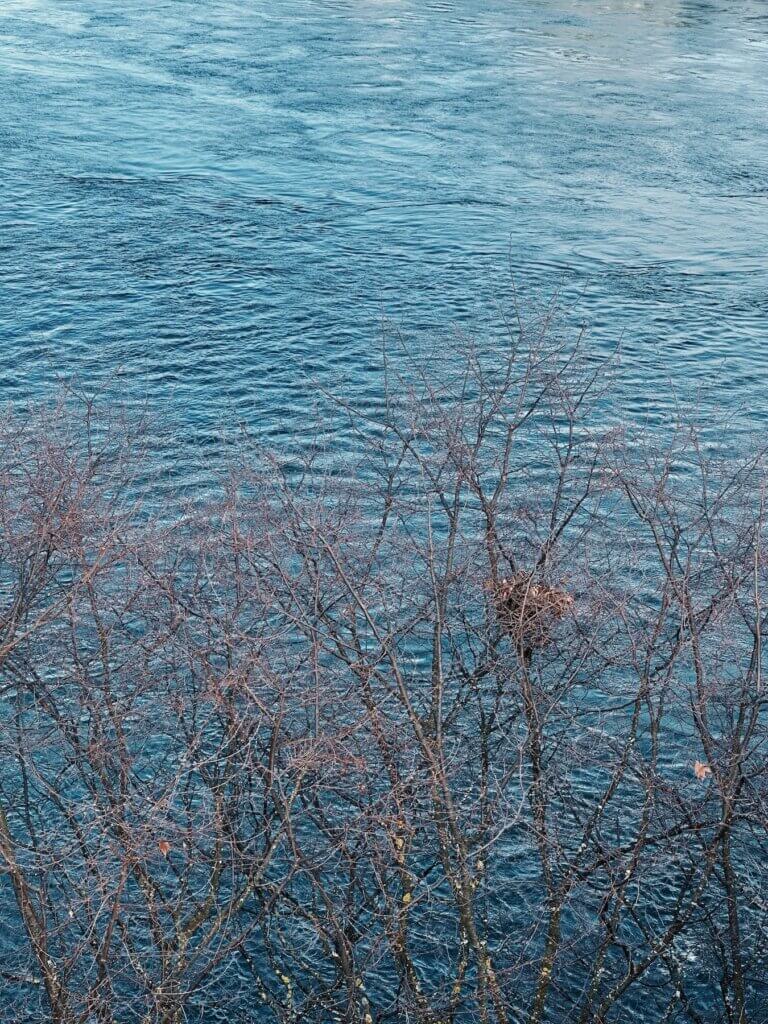 Matthias Maier | Branches and water