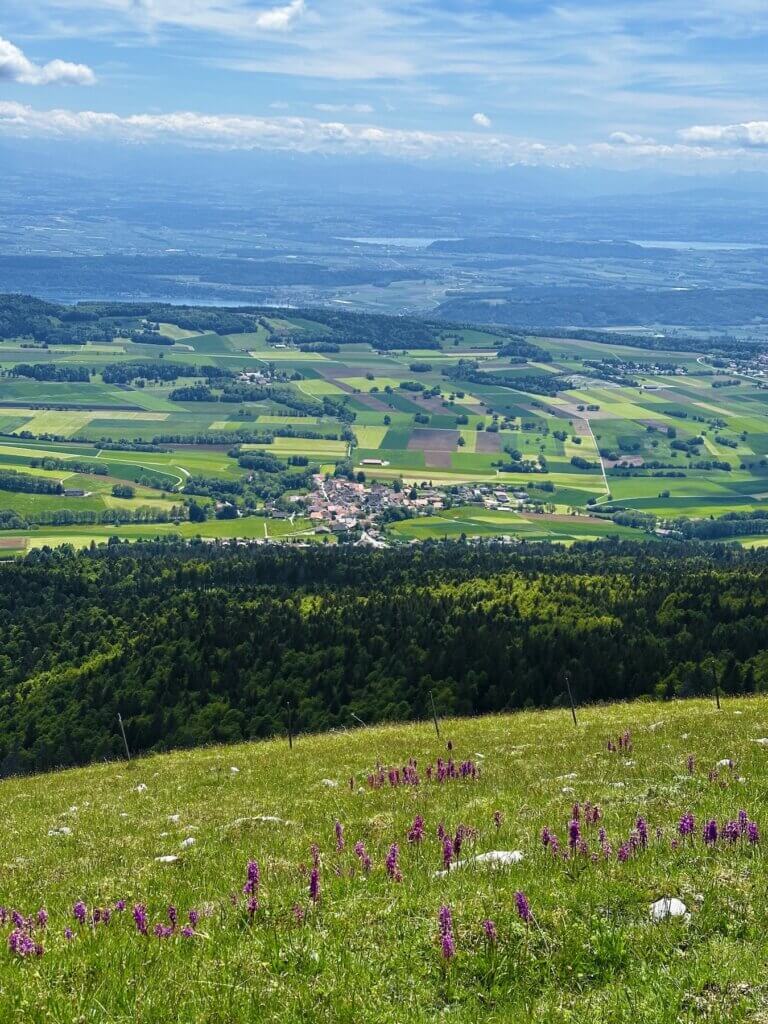 Matthias Maier | Swiss Plateau