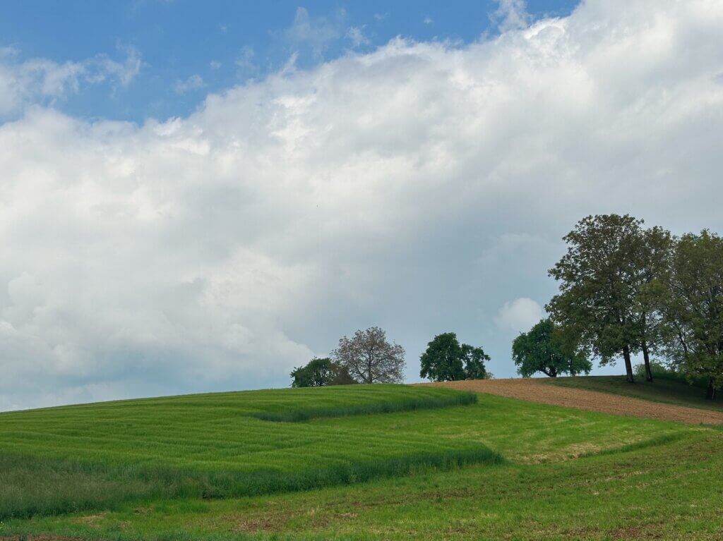 Matthias Maier | Wheat field