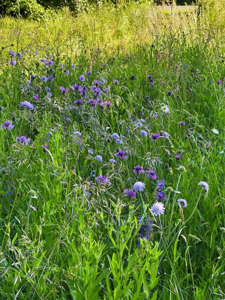 Matthias Maier | Flower meadow