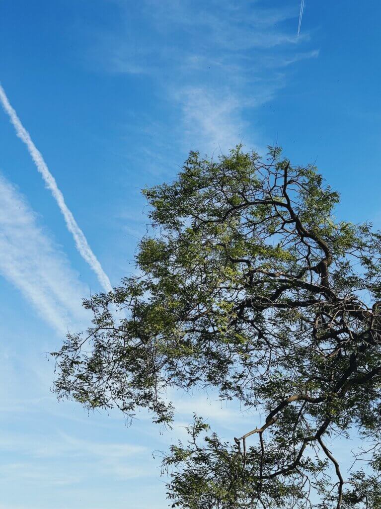 Matthias Maier | My favorite tree…