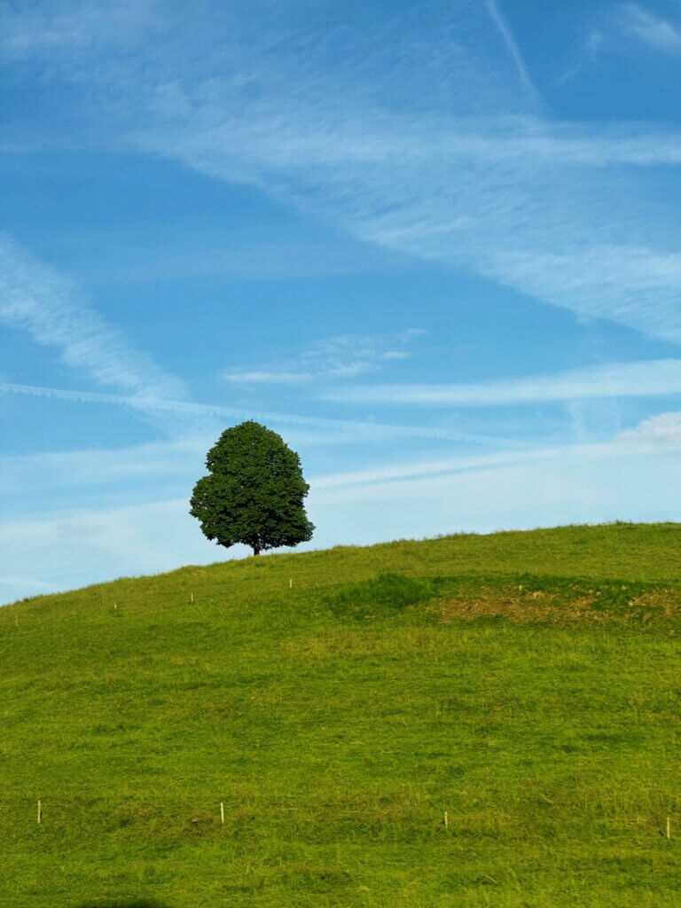 Matthias Maier | Lonely tree