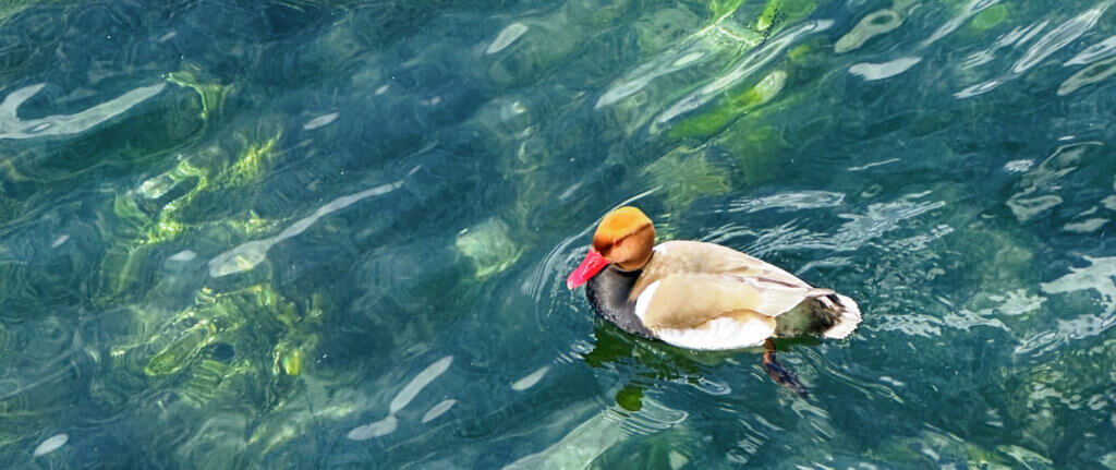 Matthias Maier | Stories | Week 16 2025 | A Red-Crested Pochard