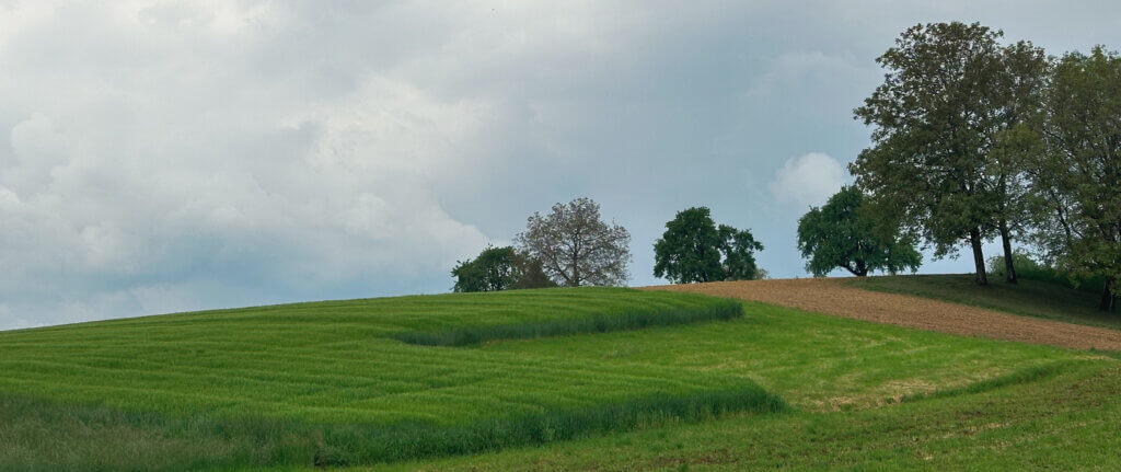 Matthias Maier | Stories | Week 19 2025 | Grain fields