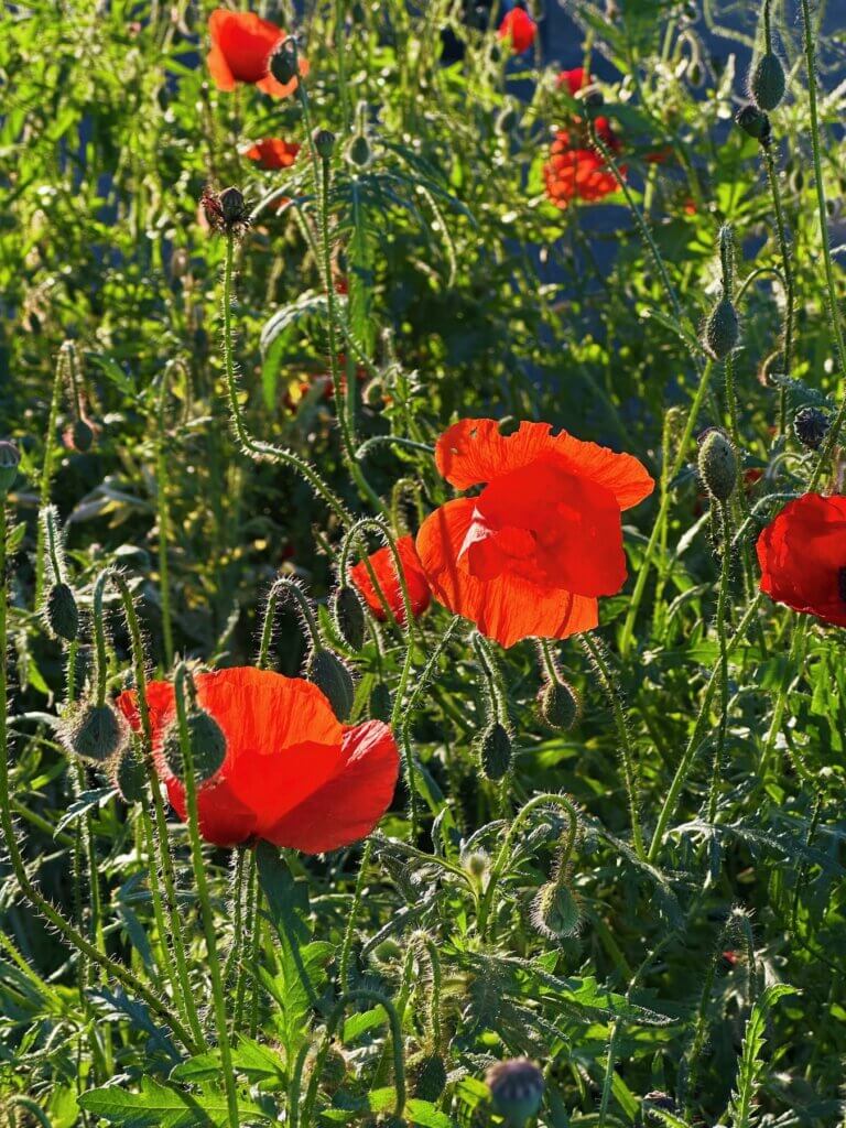 Matthias Maier | Poppies