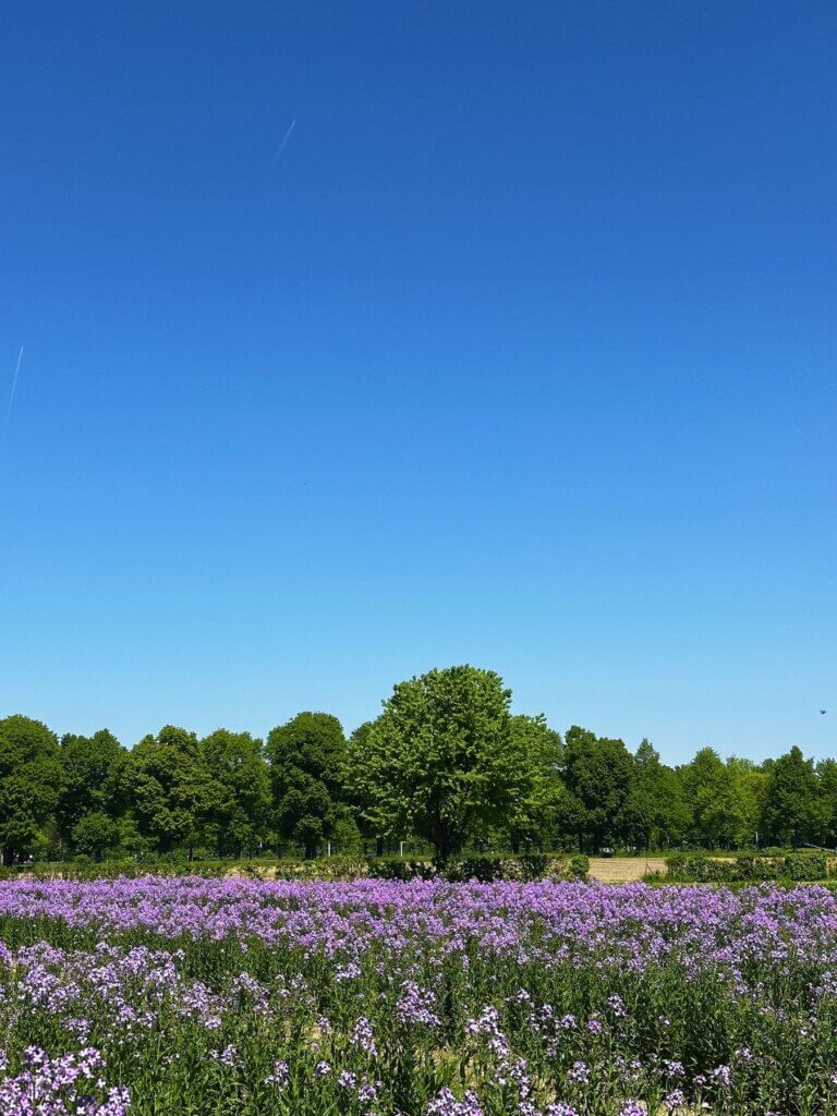 Matthias Maier | Purple flower field