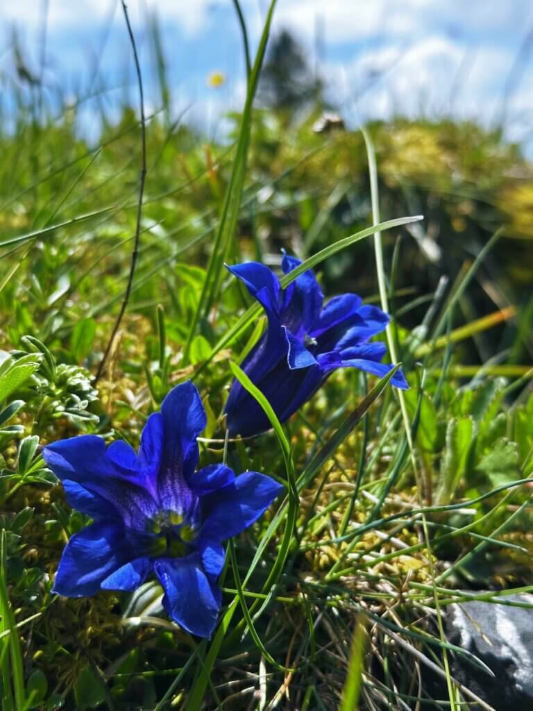 Matthias Maier | Gentian