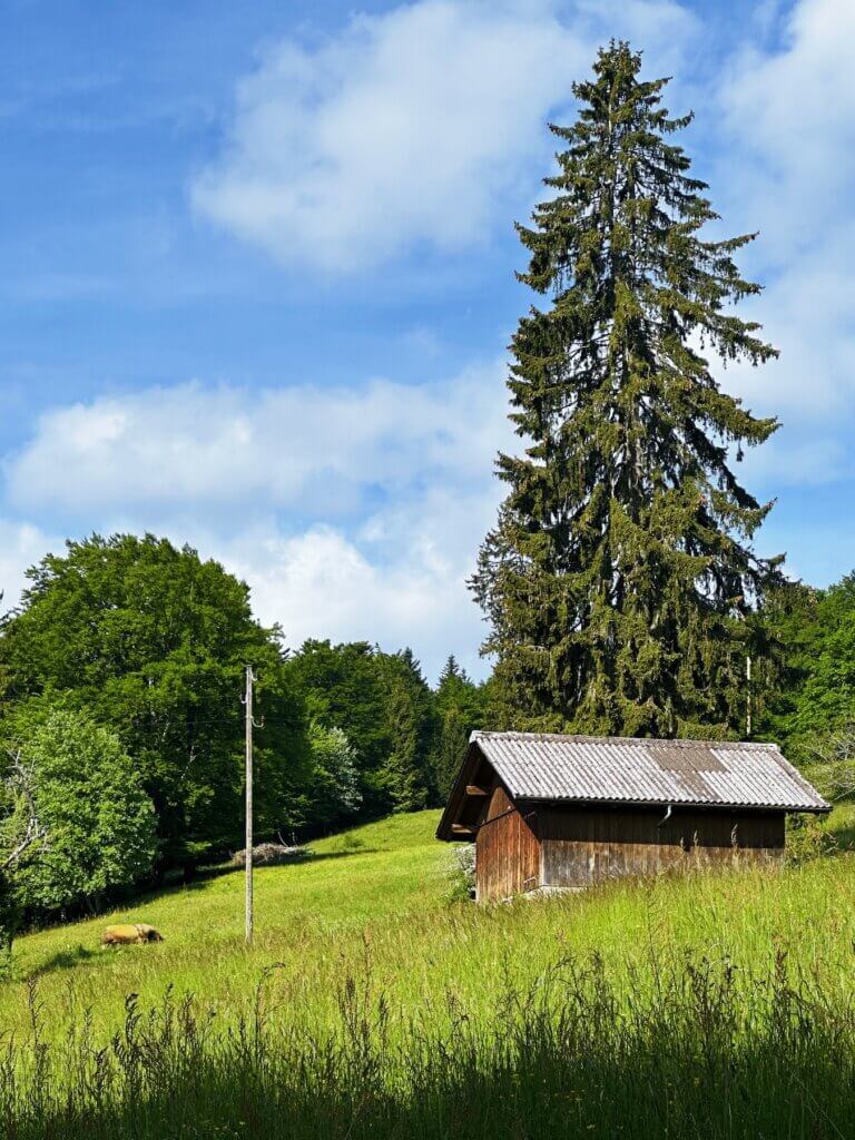 Matthias Maier | Pasture