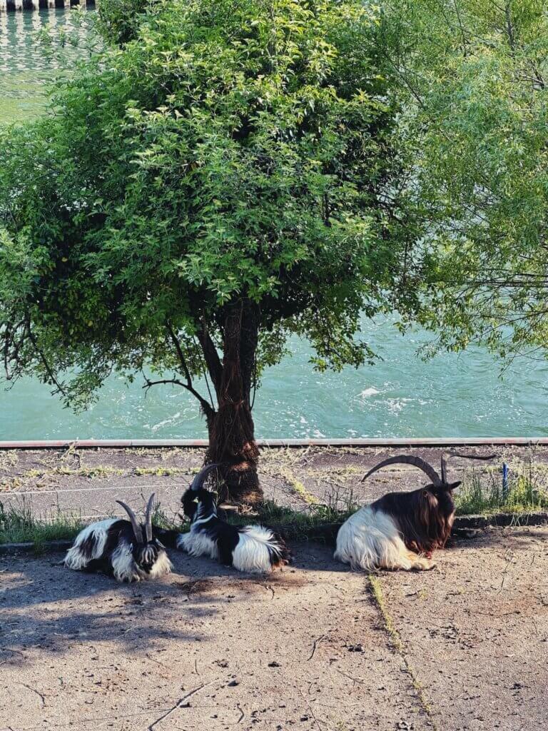 Matthias Maier | Time for siesta