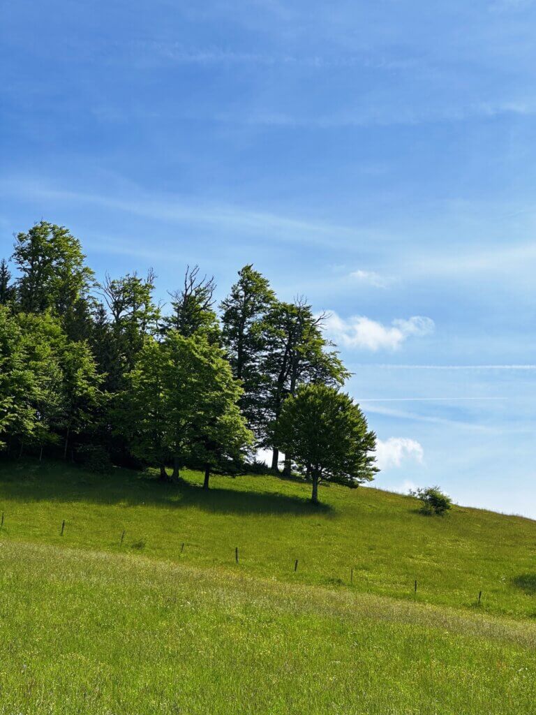 Matthias Maier | Forest edge