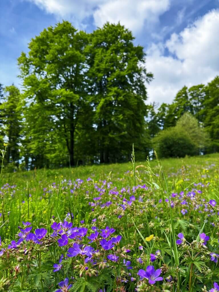 Matthias Maier | Spring meadow