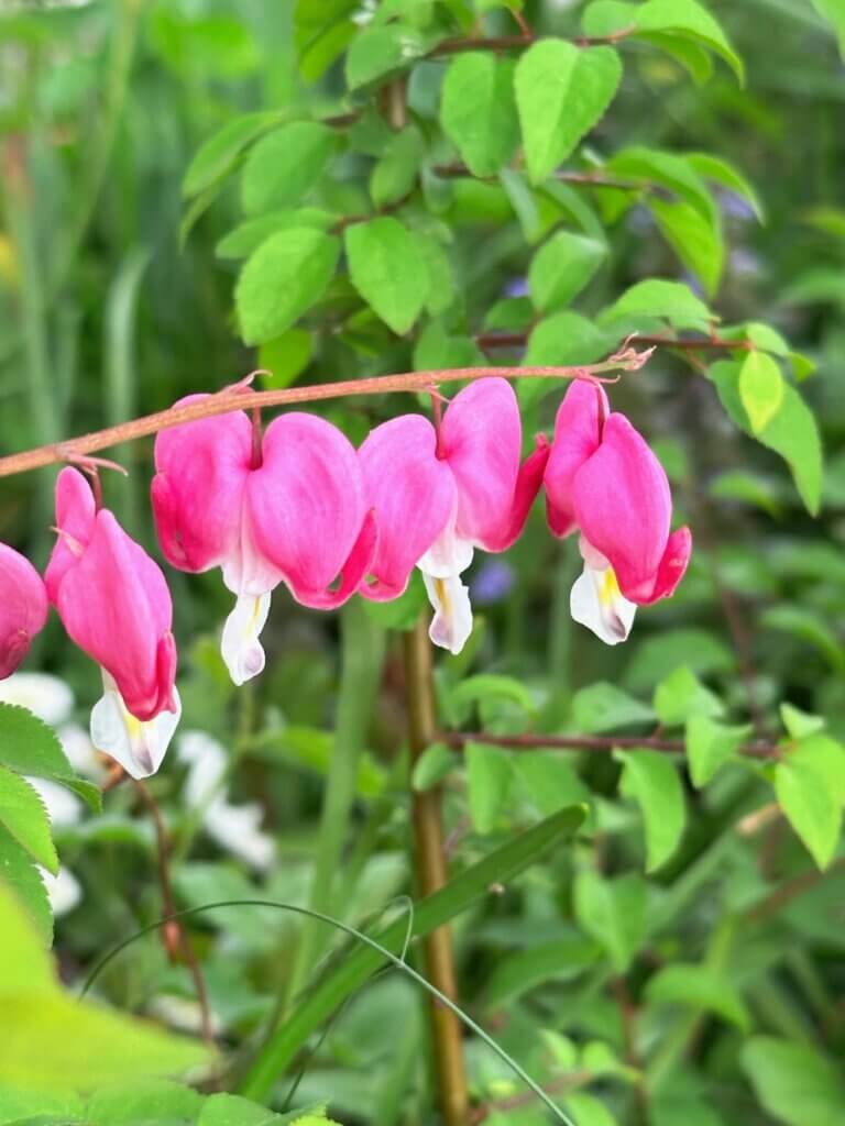 Matthias Maier | Bleeding heart