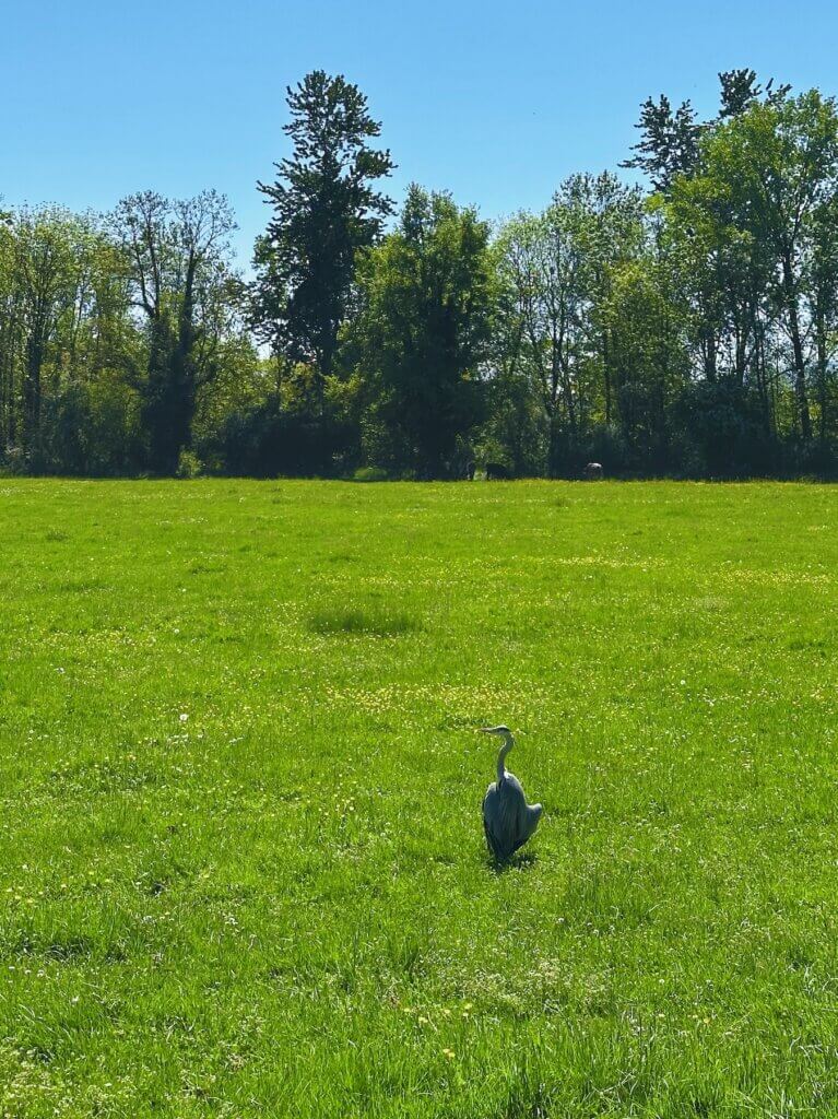 Matthias Maier | Gray heron
