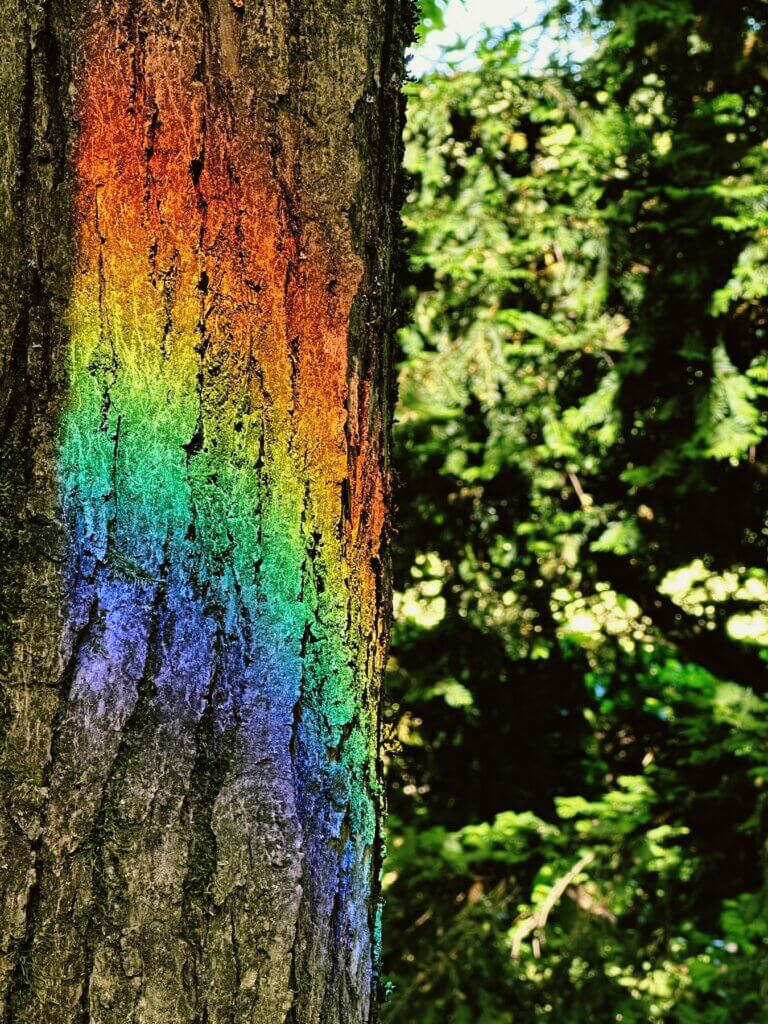 Matthias Maier | A rainbow tree