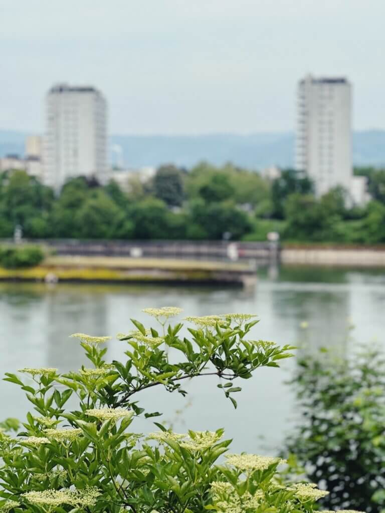 Matthias Maier | Elderflower about to bloom