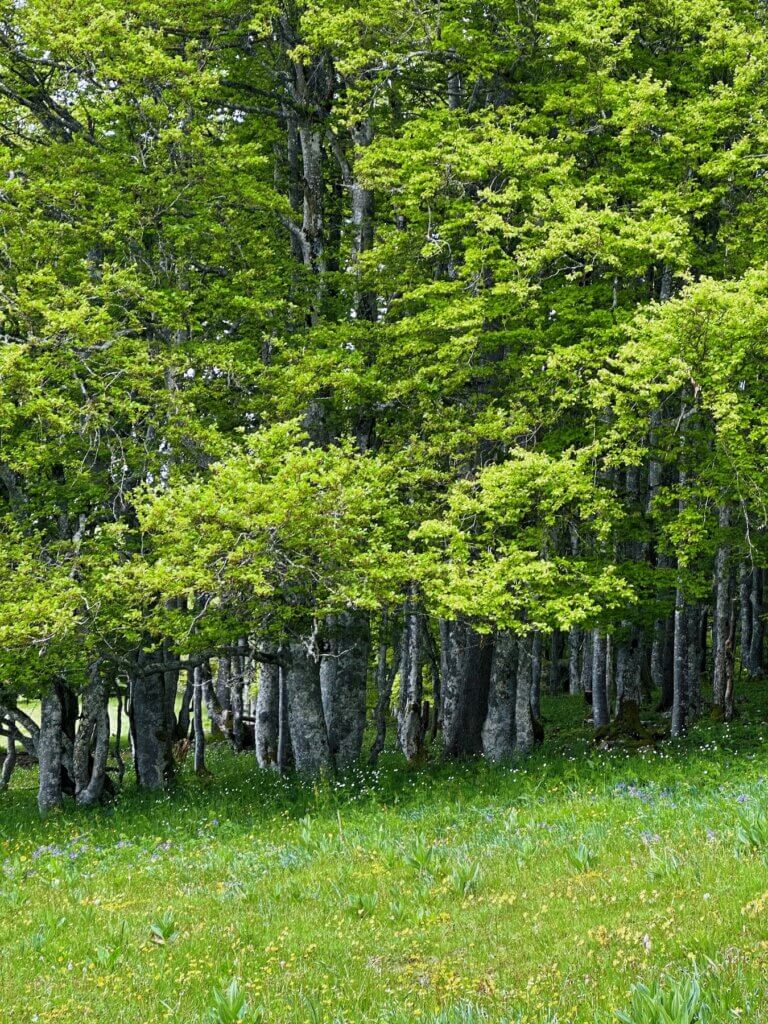 Matthias Maier | Green forest
