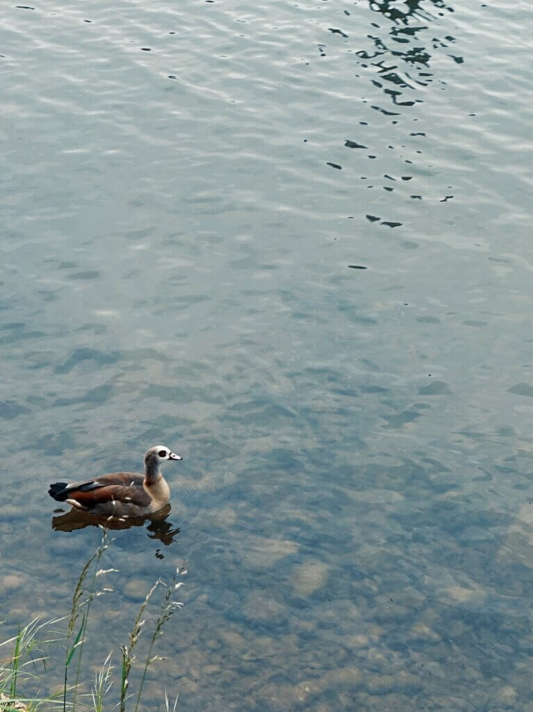 Matthias Maier | Egyptian Goose
