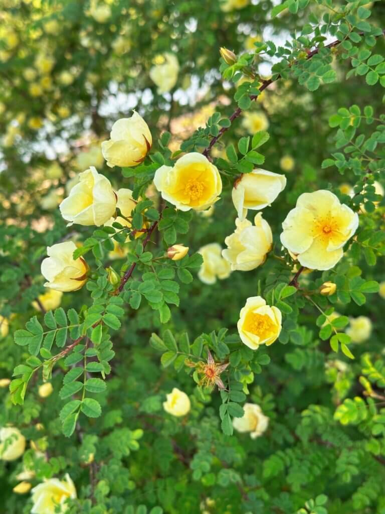 Matthias Maier | Rosa xanthina
