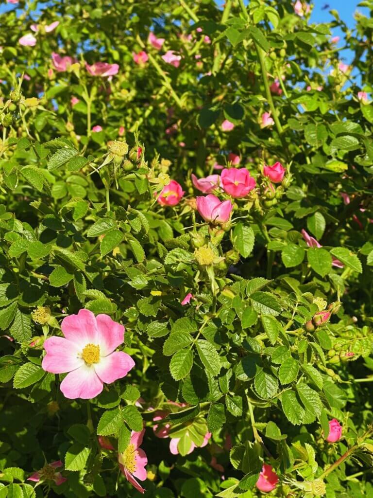Matthias Maier | Sweet briar