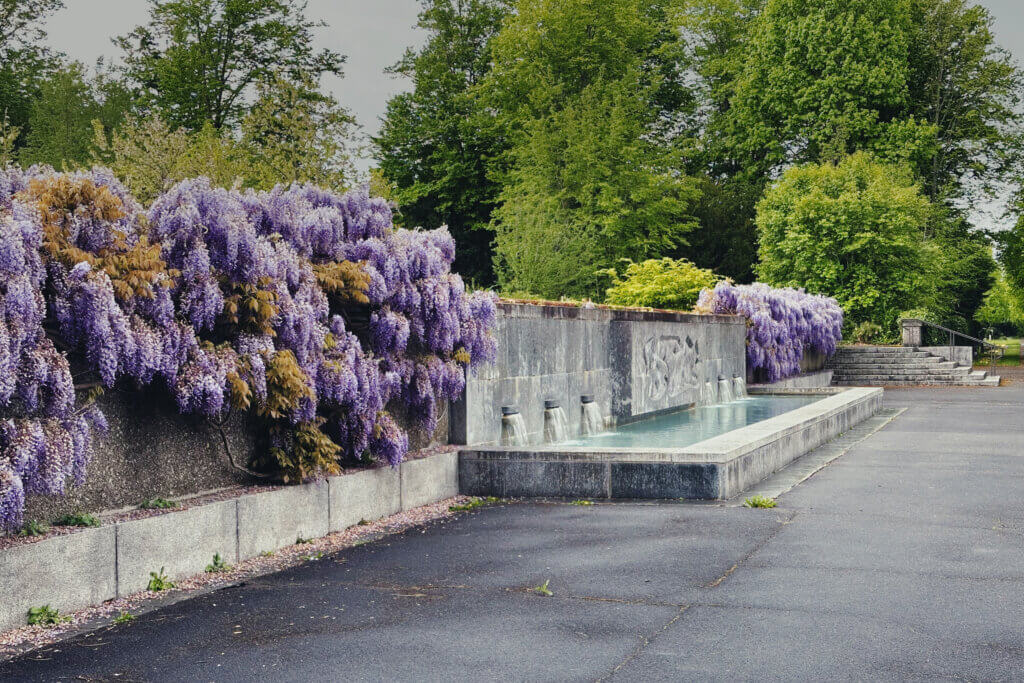 Matthias Maier | Stories | Week 17 2025 | Wisteria at Hörnli cemetery