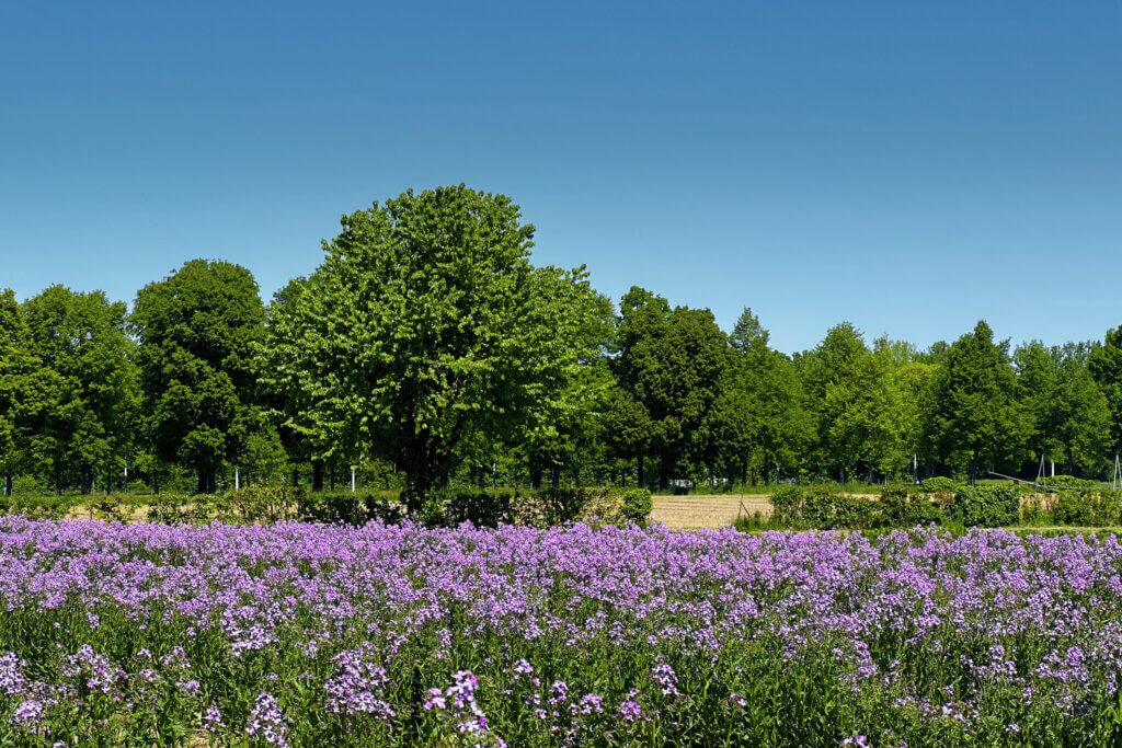 Matthias Maier | Stories | Week 18 2025 | Purple flowers on a summer day
