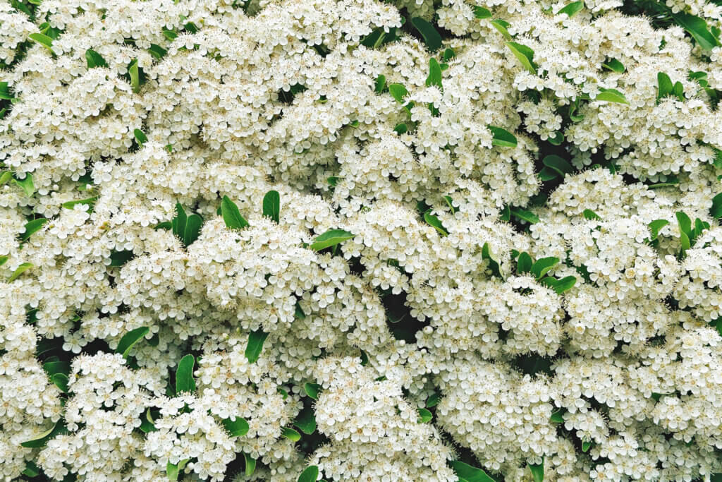 Matthias Maier | Stories | Week 19 2025 | White blossomes