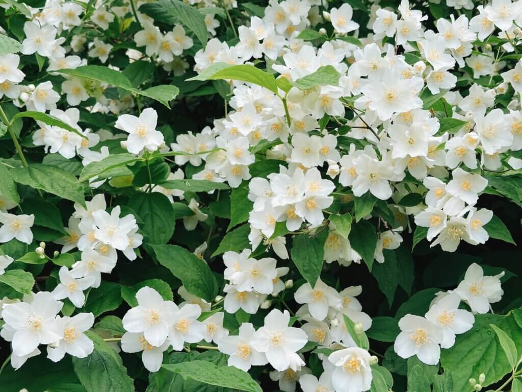 Matthias Maier | Beauty in white II