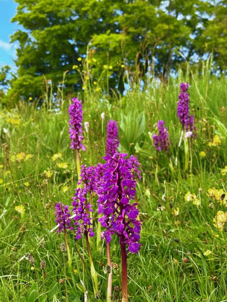 Matthias Maier | Early-purple orchids