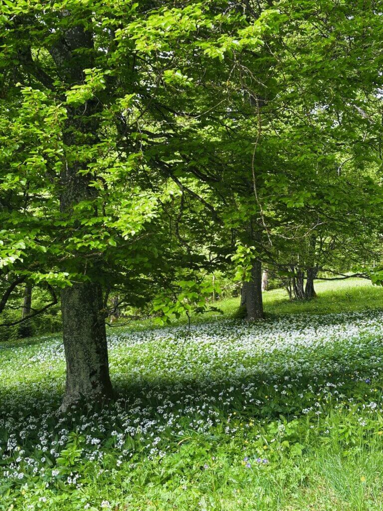 Matthias Maier | Wild garlic meadows