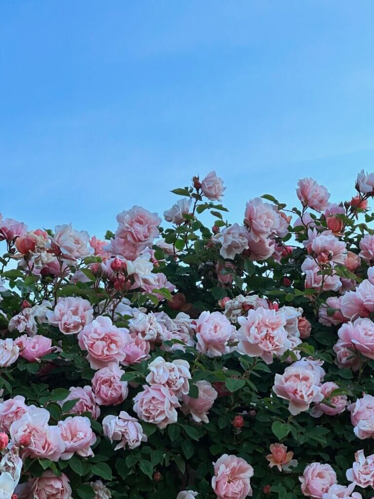 Matthias Maier | A wall of roses