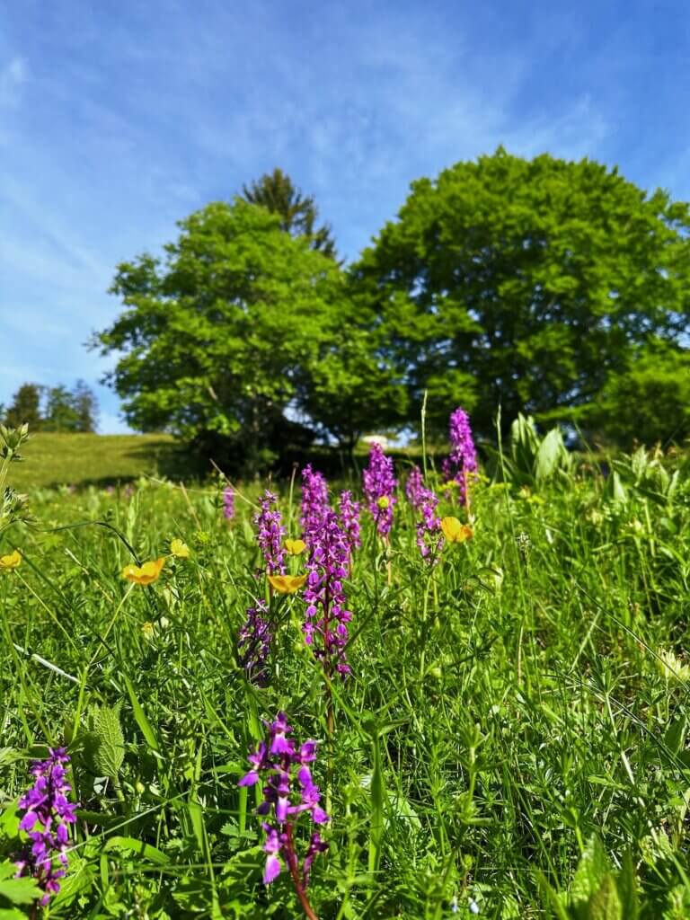 Matthias Maier | Early-purple orchid