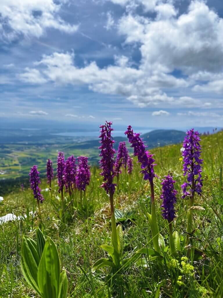 Matthias Maier | Early-purple orchids