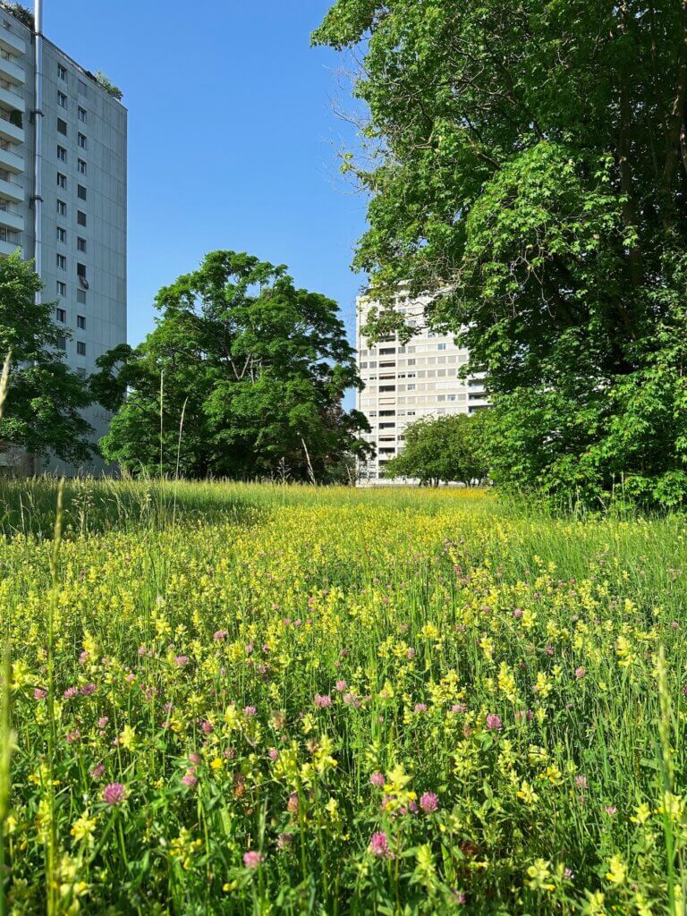 Matthias Maier | Urban flower meadow