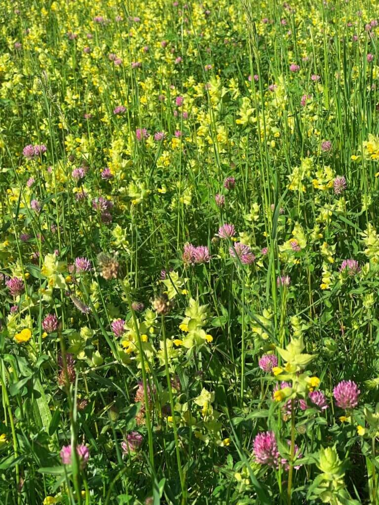 Matthias Maier | European yellow-rattles and clovers