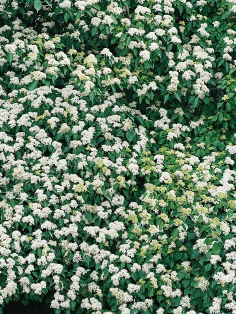 Matthias Maier | Dogwood blossoms