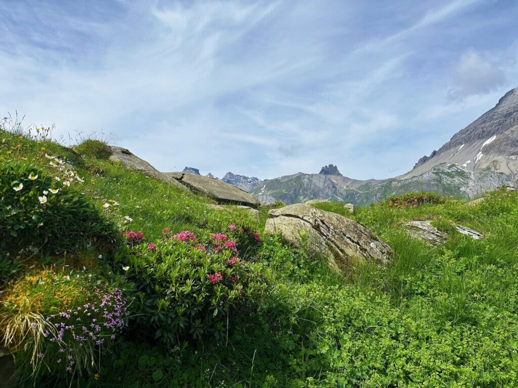 Matthias Maier | Alpine summer flowers