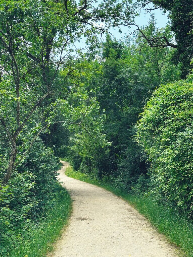 Matthias Maier | Walking in the wood