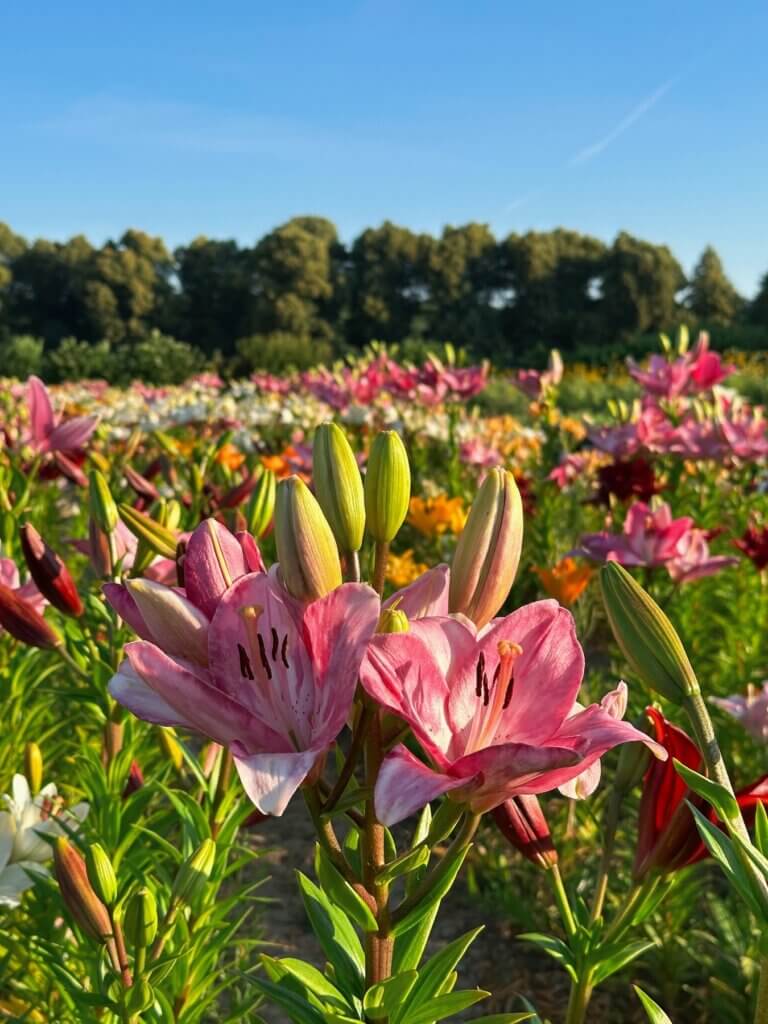 Matthias Maier | Lilies in the morning sun