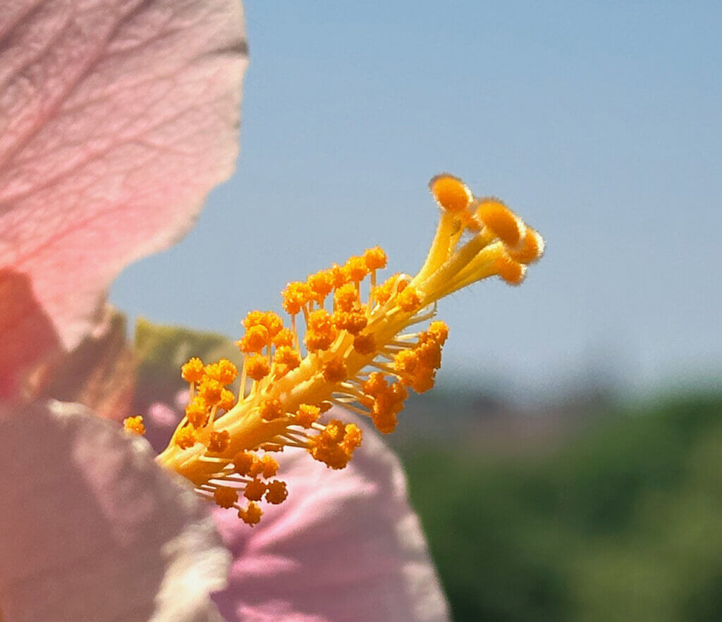 Matthias Maier | Stories | Week 24 2025 | Flower pistil