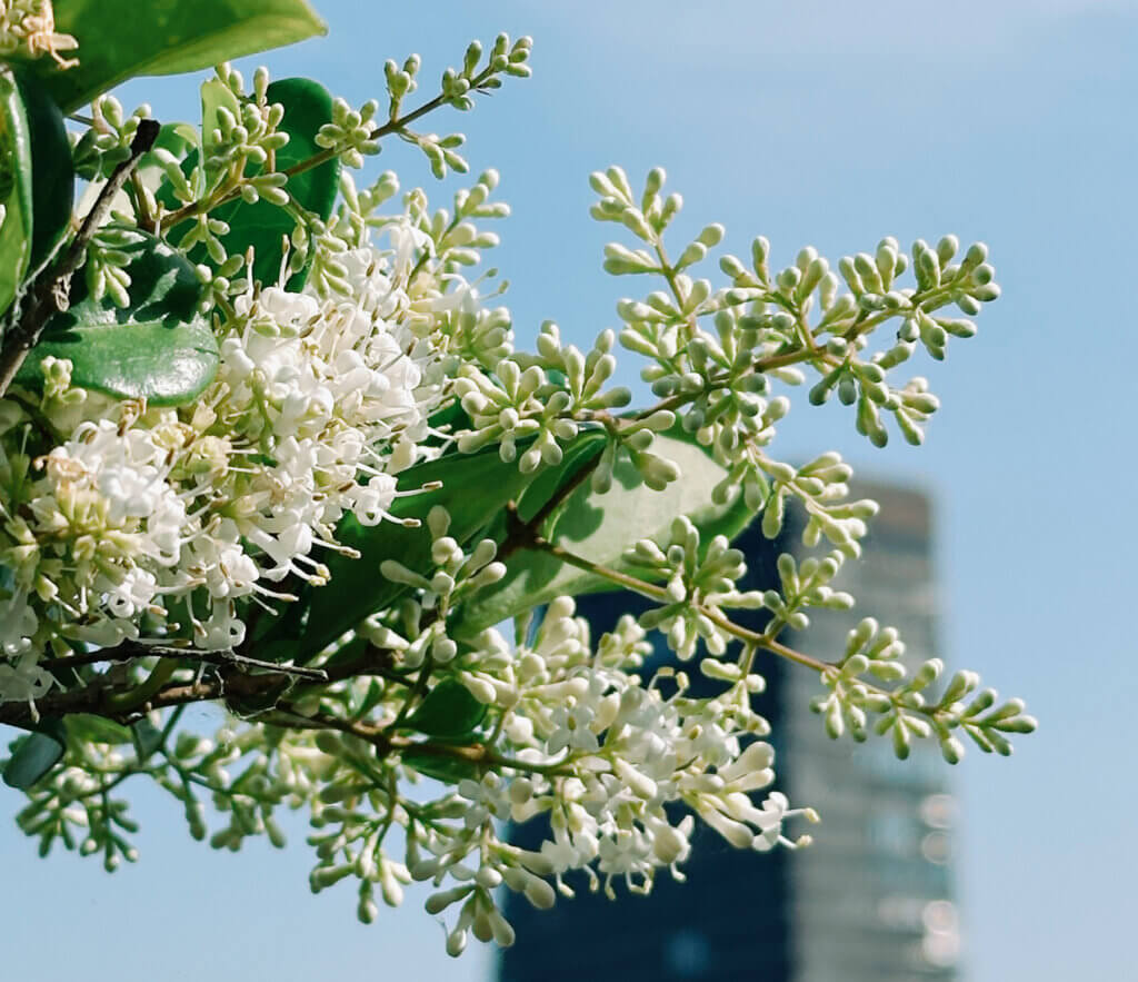 Matthias Maier | Stories | Week 24 2025 | Privet blossoms